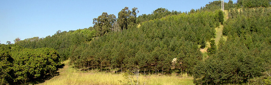 farm forestry