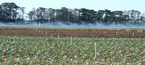 field with spray irrigation