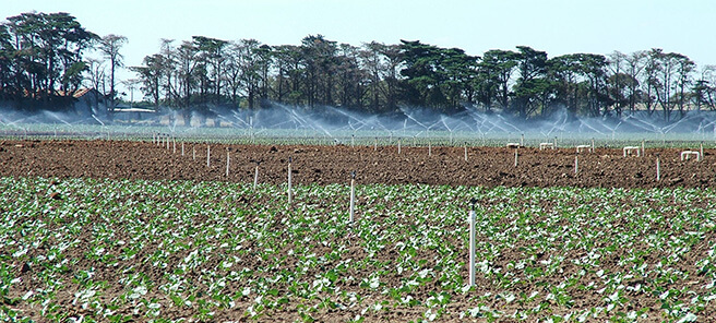 field with spray irrigation