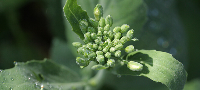 gai lan bud