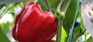 capsicum closeup greenhouse