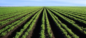 Rows of a Carrot Field