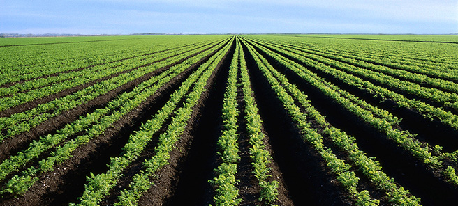 Rows of a Carrot Field