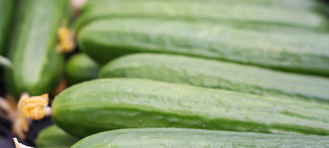 cucumbers postharvest