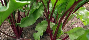 beetroots