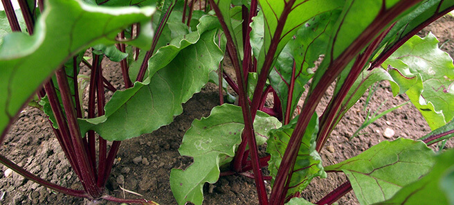 beetroots