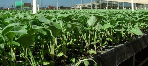 brassica seedlings