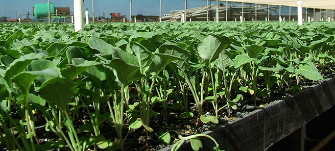 brassica seedlings