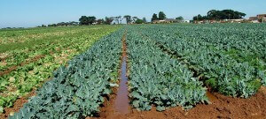 broccoli field