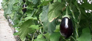 eggplant hydroponic