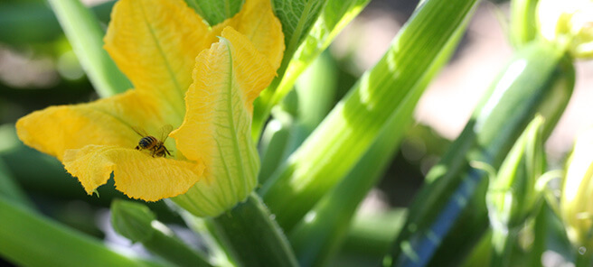 zucchini and bee